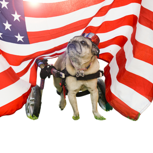 The MOVE+ Pro LED & Laser