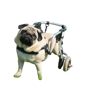 The MOVE+ Pro LED & Laser