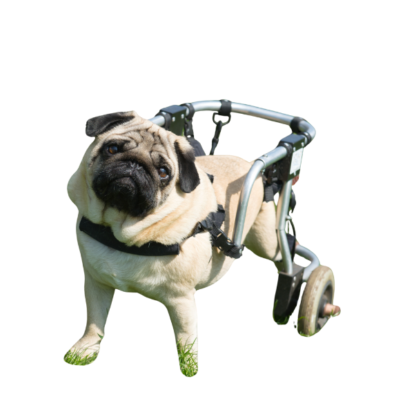 The MOVE+ Pro LED & Laser